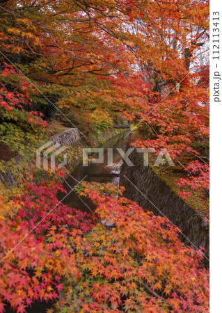 京都 哲学の道の紅葉 京都 哲学の道の紅葉 112113413