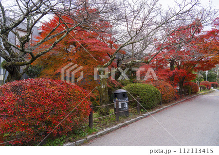 京都 哲学の道の紅葉 京都 哲学の道の紅葉 112113415