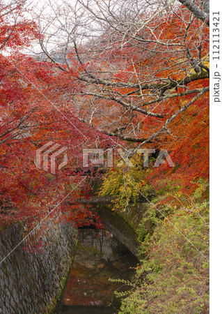 京都 哲学の道の紅葉 京都 哲学の道の紅葉 112113421