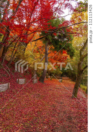 京都 哲学の道の紅葉 京都 哲学の道の紅葉 112113426
