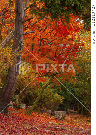 京都 哲学の道の紅葉 京都 哲学の道の紅葉 112113427