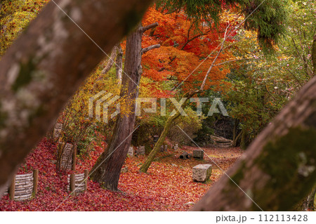 京都　哲学の道の紅葉 112113428