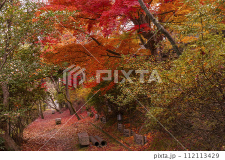 京都 哲学の道の紅葉 京都 哲学の道の紅葉 112113429