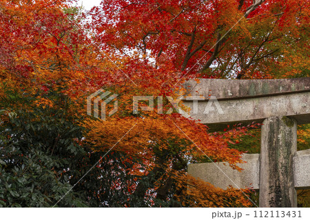 京都　哲学の道の紅葉　大豊神社　一の鳥居 112113431