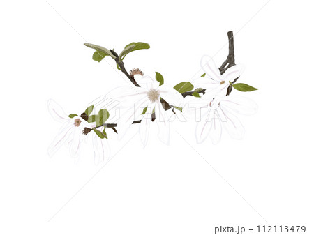 コブシの花 112113479