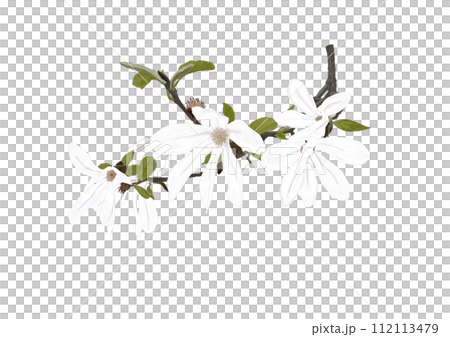 コブシの花 112113479