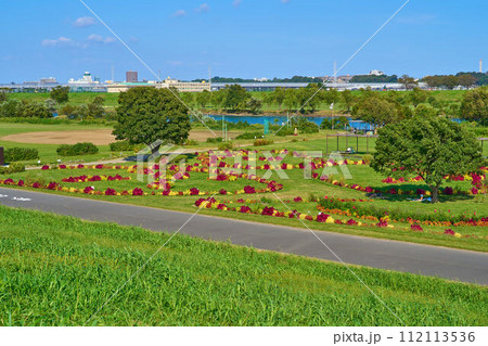 東京都葛飾区柴又の江戸川河川敷にある柴又公園花壇 112113536