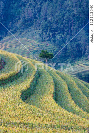 Rice fields on terraced of Mu Cang Chai, YenBai, Vietnam. 112113640