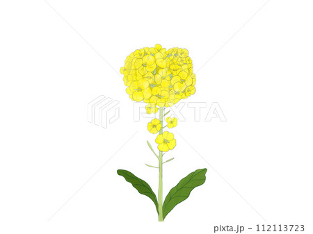 菜の花 112113723