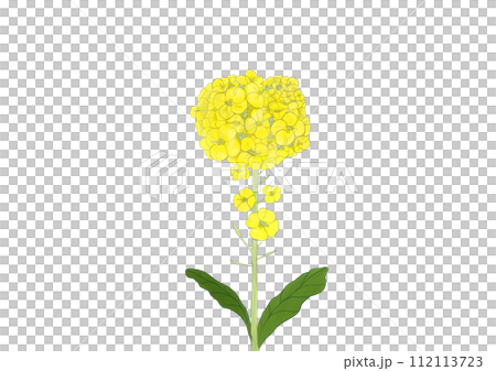 菜の花 112113723