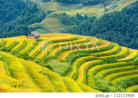 Rice fields on terraced of Mu Cang Chai, YenBai, Vietnam. Rice fields on terraced of Mu Cang Chai, YenBai, Vietnam. 112113980