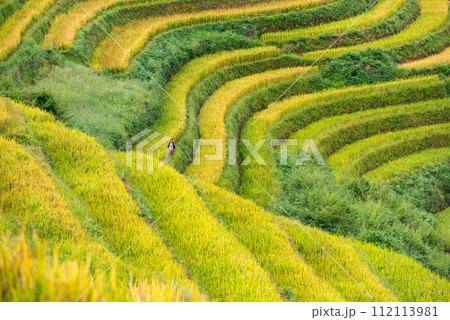 Rice fields on terraced of Mu Cang Chai, YenBai, Vietnam. 112113981