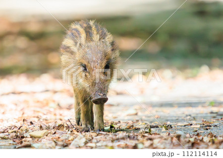 ゥリ坊(*‘ω‘ *)【uribou】 A cute Uribo (juvenile Japanese wild boar). At - Stock Photo