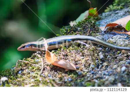 綺麗なニホンカナヘビ(カナヘビ科)。 日本国神奈川県相模原市、早戸川林道にて。 2023年8月12 綺麗なニホンカナヘビ(カナヘビ科)。 日本国神奈川県相模原市、早戸川林道にて。 2023年8月12 112114129