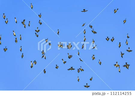 急降下するヒヨドリの群れ 112114255