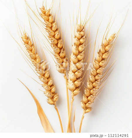 Stalks of golden wheat arranged gracefully, symbolizing harvest, agriculture, and the bounty of nature's provision. 112114291