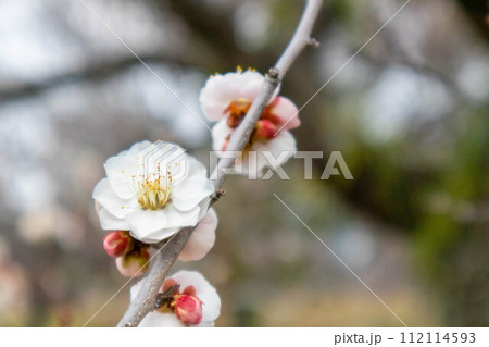 白い梅の花 白い梅の花 112114593