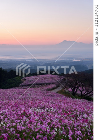 白木峰高原のコスモスと雲仙普賢岳 112114701