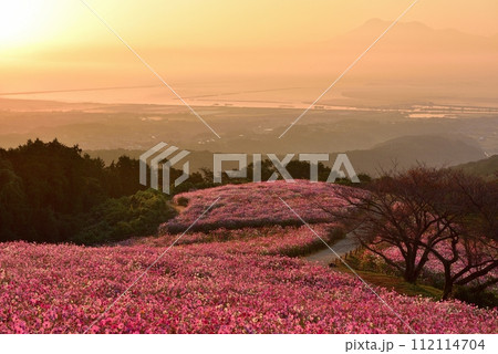 白木峰高原のコスモスと雲仙普賢岳 112114704