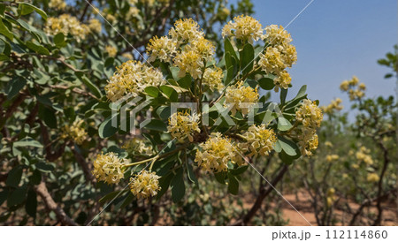 Commiphora wightii, Indian bdellium-tree or Mukul myrrh tree, is a flowering plant in the family Burseraceae. Commiphora wightii, Indian bdellium-tree or Mukul myrrh tree, is a flowering plant in the family Burseraceae. 112114860