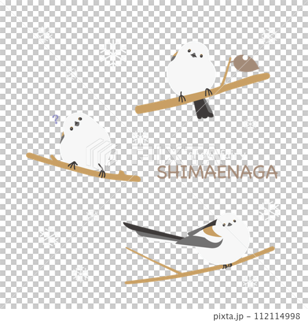 小枝に留まって首を傾げるシマエナガ 小枝に留まって首を傾げるシマエナガ 112114998