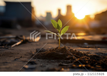 Small plant growing on a dirty street. Environment concept. 112115926