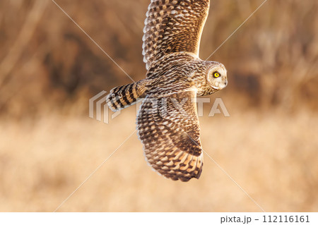 夕暮れの河川敷で狩りのために飛翔する美しいコミミズク（フクロウ科）。  日本国埼玉県三郷市、江戸川河 112116161