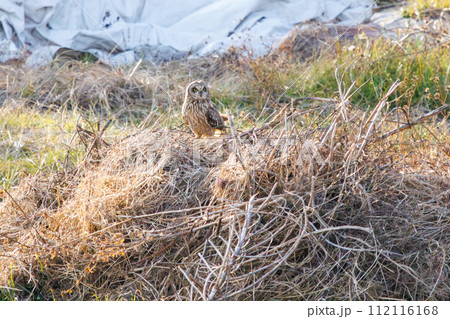 夕暮れの河川敷で狩りのために飛翔する美しいコミミズク（フクロウ科）。  日本国埼玉県三郷市、江戸川河 112116168