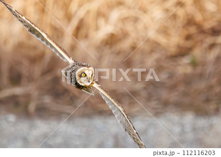 夕暮れの河川敷で狩りのために飛翔する美しいコミミズク（フクロウ科）。  日本国埼玉県三郷市、江戸川河 112116203