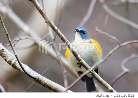 幸せの青い鳥、可愛いルリビタキ(ヒタキ科)。A happy blue bird, the lovel 幸せの青い鳥、可愛いルリビタキ(ヒタキ科)。A happy blue bird, the lovel 112116812