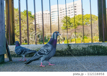 こちらの様子をうかがう鳩 こちらの様子をうかがう鳩 112116958