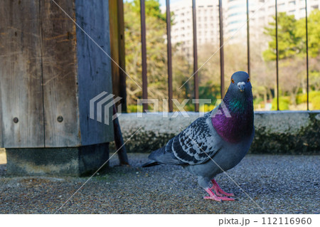 正面を向いてこちらを見る鳩 112116960