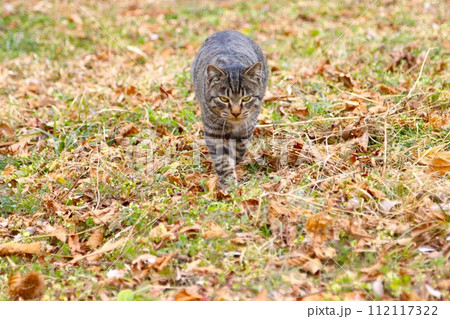 雑木林の落ち葉の上を歩いて来る野良猫の光景 雑木林の落ち葉の上を歩いて来る野良猫の光景 112117322