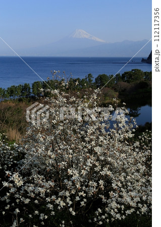 ハクモクレンの向こうの駿河湾と富士山 ハクモクレンの向こうの駿河湾と富士山 112117356