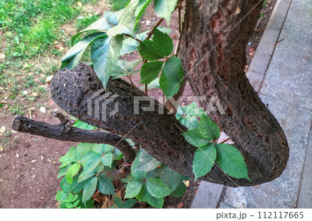 Unusual trunk of the tree has grown, with a large curve and looks like a snake trying to suffocate the leaves of the tree with its death grip Unusual trunk of the tree has grown, with a large curve and looks like a snake trying to suffocate the leaves of the tree with its death grip 112117665