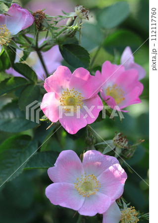 花の女王 花の女王 112117760