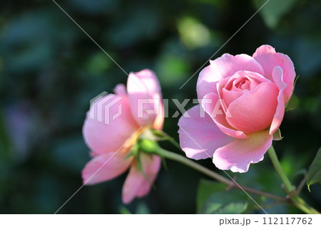 花の女王 花の女王 112117762