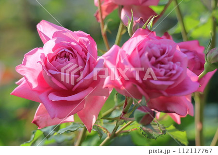 花の女王 112117767