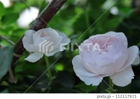 花の女王 花の女王 112117815