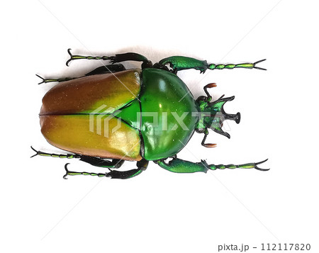 big bug isolated big bug isolated 112117820