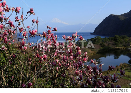 ハクモクレンの向こうの駿河湾と富士山 ハクモクレンの向こうの駿河湾と富士山 112117938