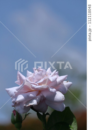 花の女王 112118048