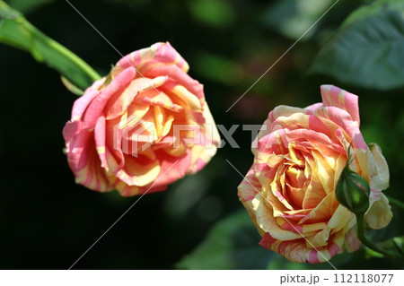 花の女王 花の女王 112118077