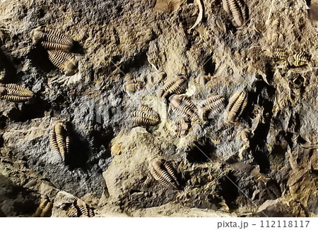 trilobite fossil texture trilobite fossil texture 112118117