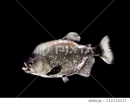 piranha fish isolated piranha fish isolated 112118131