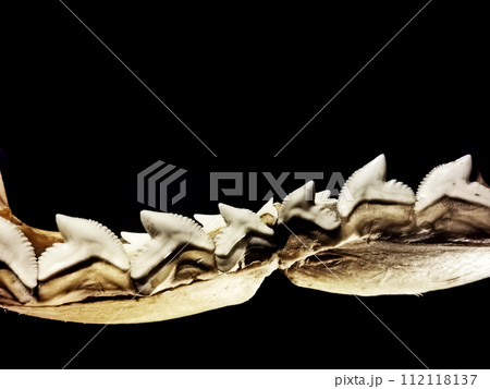 shark tooths isolated 112118137