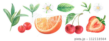 Fruit berry leaves set watercolor drawing illustration. Cherry orange strawberry. Green cranberry blueberry aquarelle twig flower isolated background. Cocktail treat healthy summer vitamin decoration  112118564