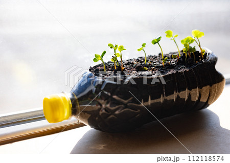 plastic bottle with grown plants, Recycling and sustainability at home plastic bottle with grown plants, Recycling and sustainability at home 112118574