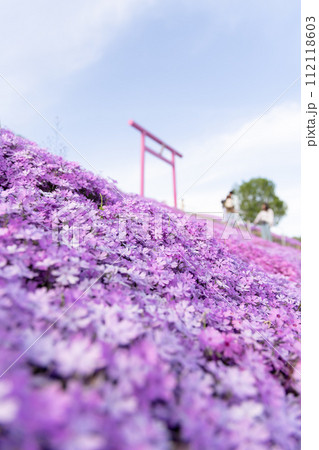 北海道東藻琴の芝桜 112118603