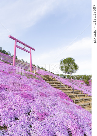 北海道東藻琴の芝桜 112118607